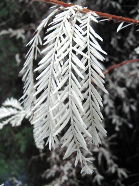 Ordinary Redwood needles, but pure white instead of green.