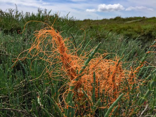 A clump of orange threads, tangling around several plants.
