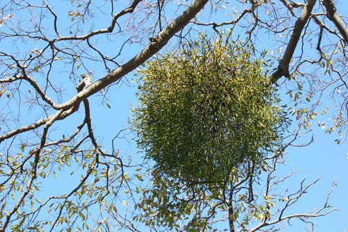 A bunch of mistletoe on a tree branch